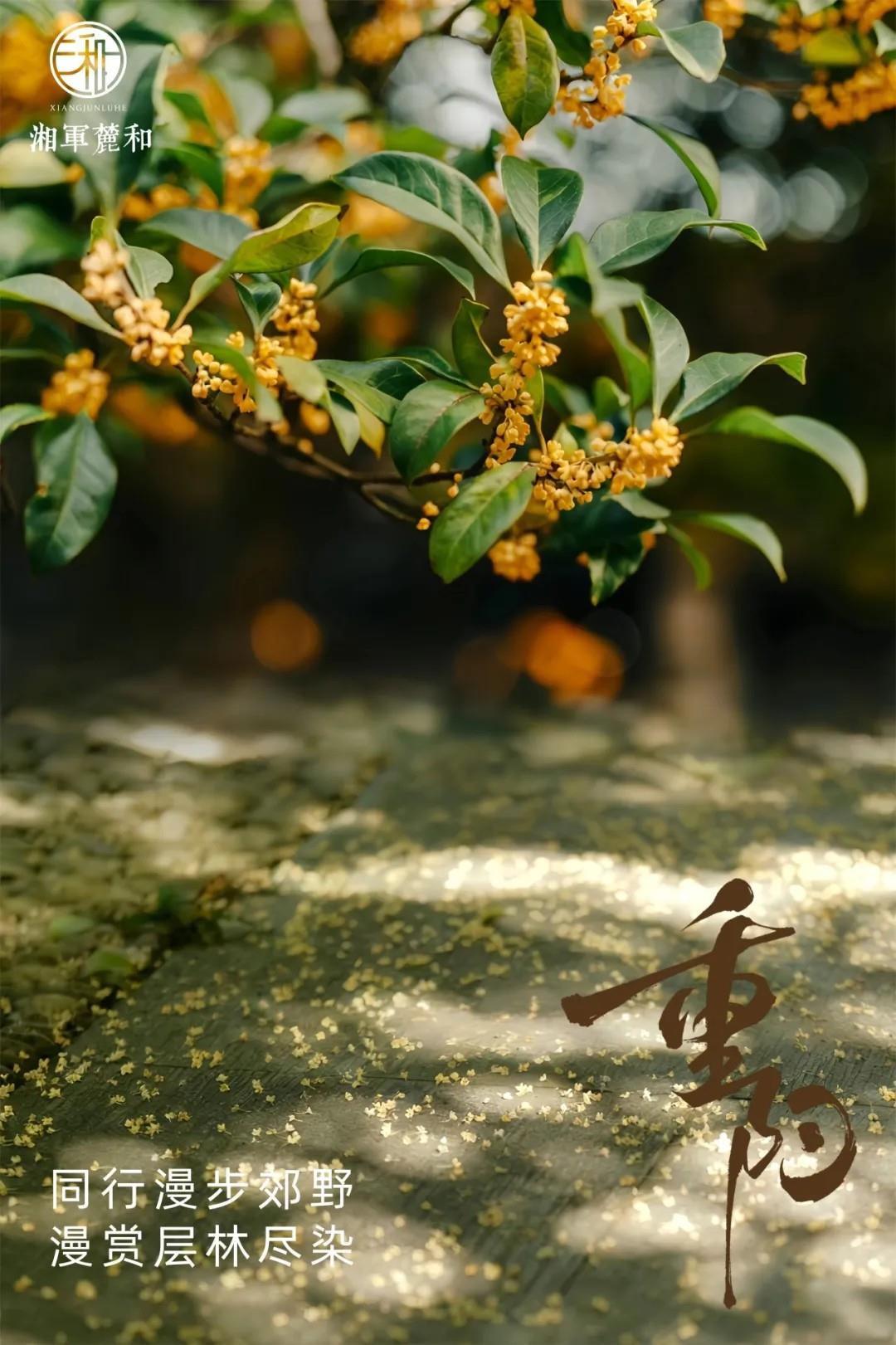 桂香漫岭时,与前辈律师们共赴重阳约 桂香漫岭时,与前辈律师们共赴重阳约