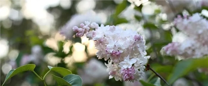从叶璇家事风波看"保姆变红颜"背后的财富传承风险与法律安排